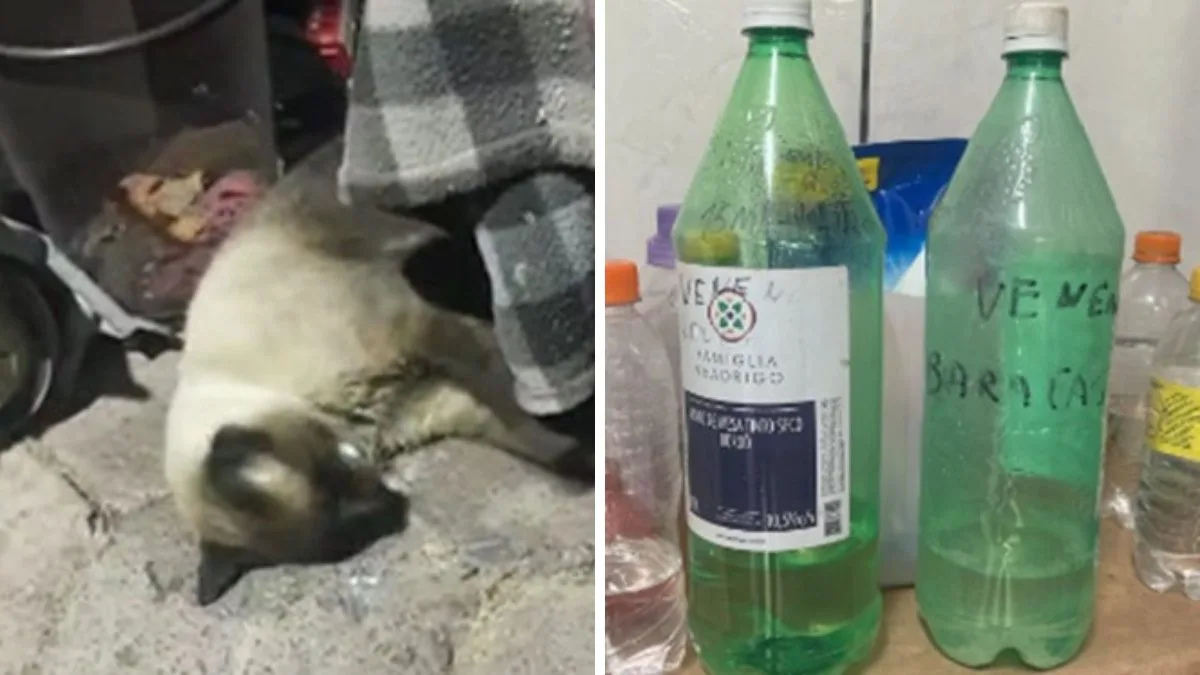 Mulher é suspeita de matar 11 gatos após animais defecarem em jardim de casa de veraneio em SC; perícia encontra substância proibida no Brasil em um dos animais