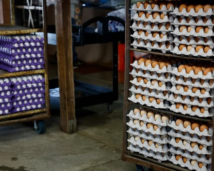Massive egg recall in US south and south-west due to salmonella outbreak