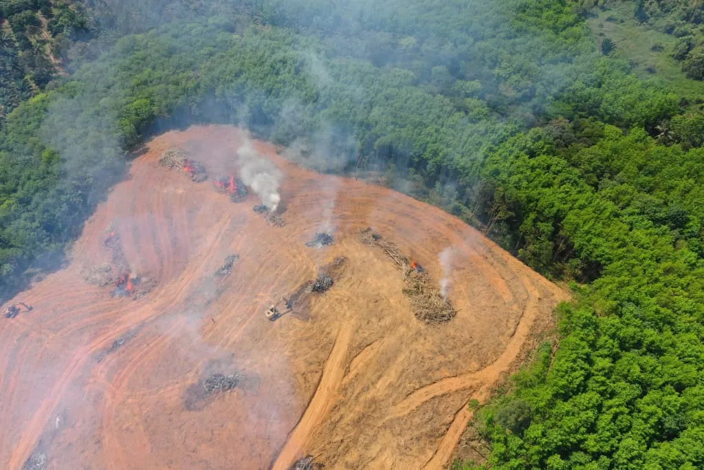 Amazônia bate recorde histórico com menor taxa de desmatamento já registrada