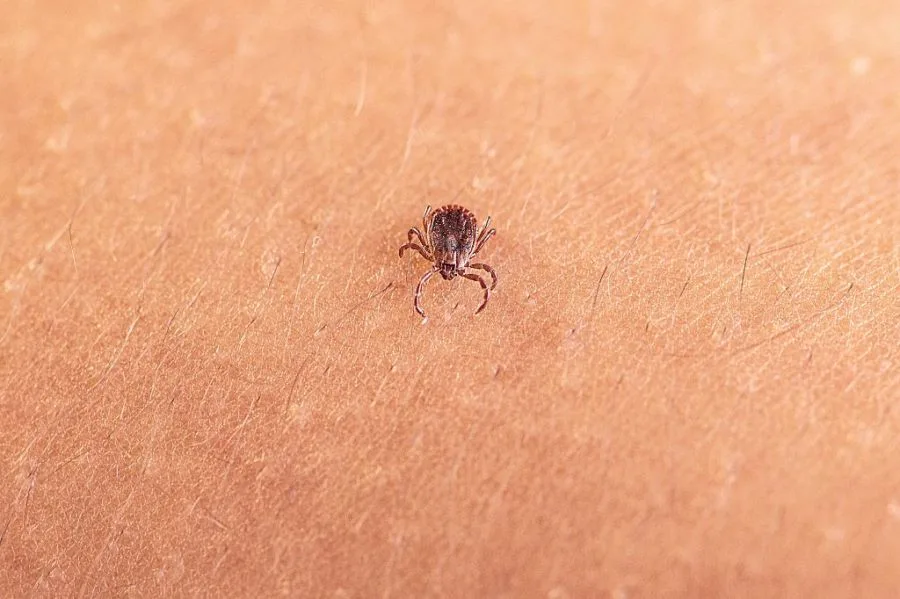 New virus detected in a tick invasive to the US. Should we be concerned?