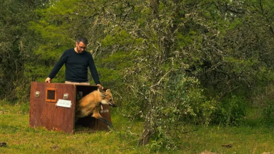 Volvió a la naturaleza el aguará guazú que había sorprendido a vecinos al aparecer por las calles de Rosario