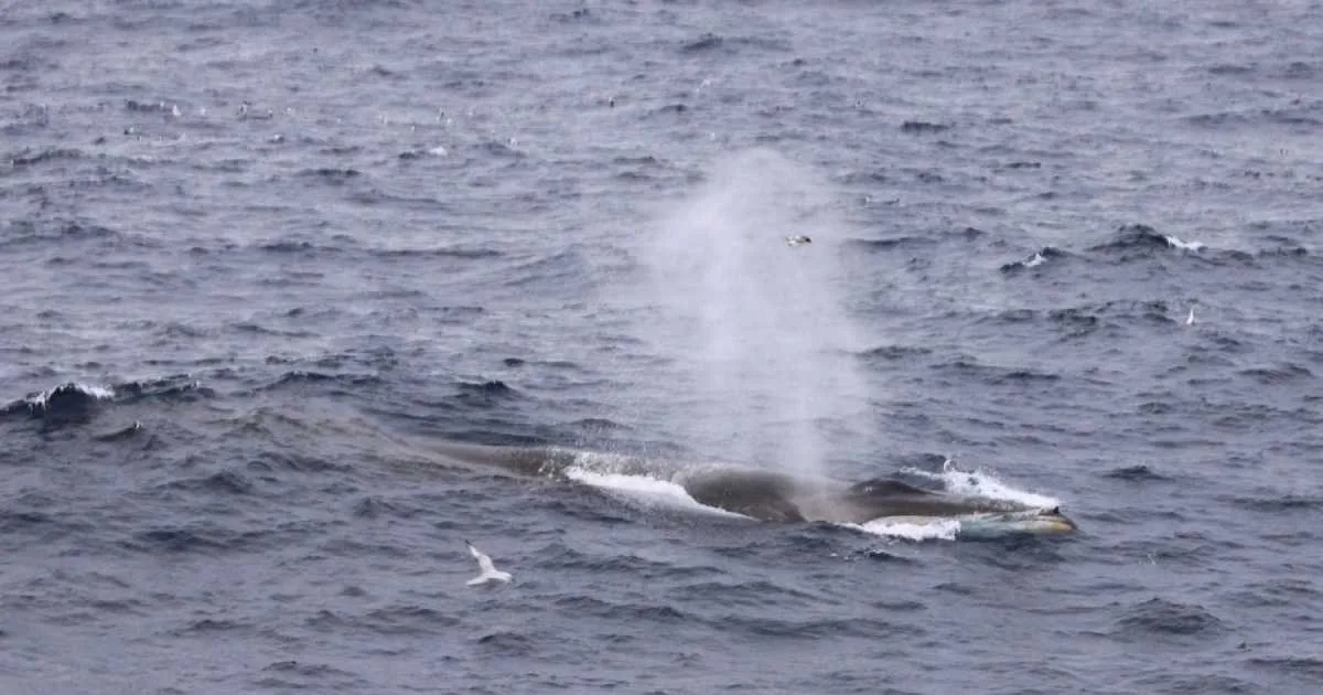 Ballena Fin: el sorprendente viaje interoceánico entre Chile y Argentina que impacta a la ciencia