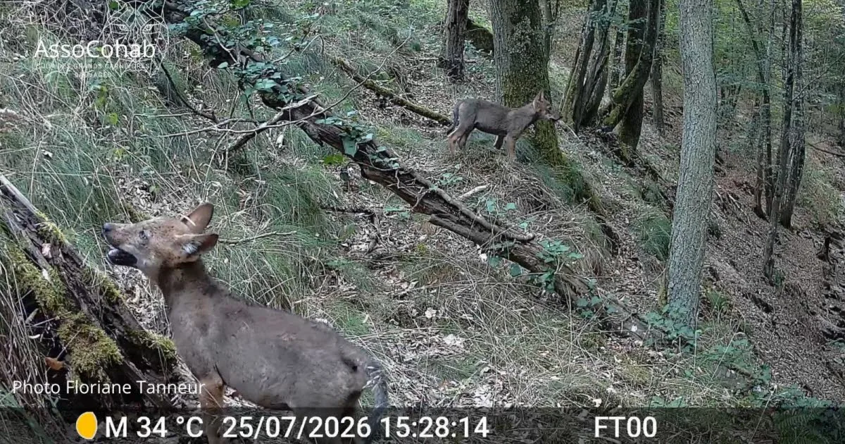 Environnement. Retour du loup dans le Pilat : des agriculteurs en détresse et les préfectures en alerte