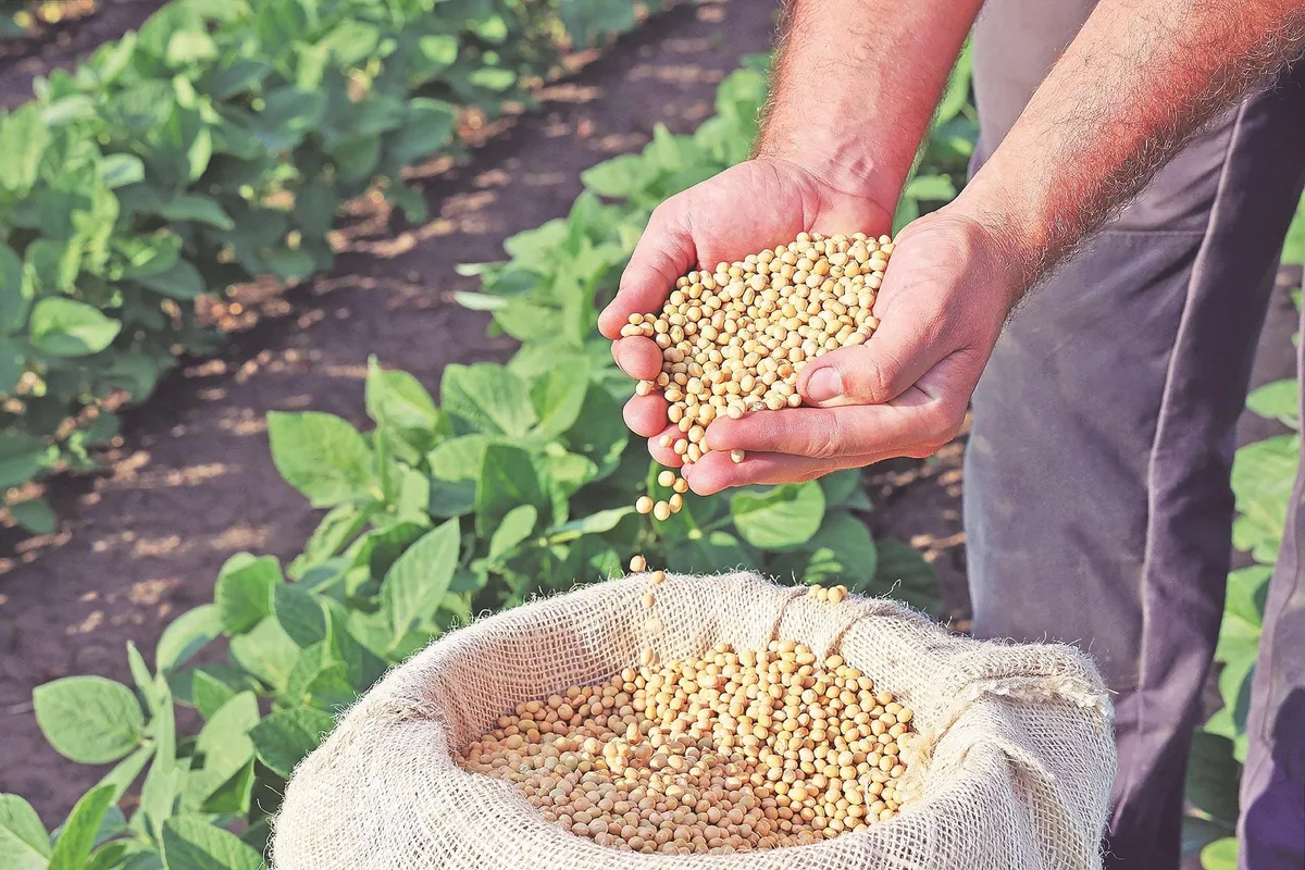 Soybean output may dip to 2%; MP, Rajasthan to cushion Maharashtra losses