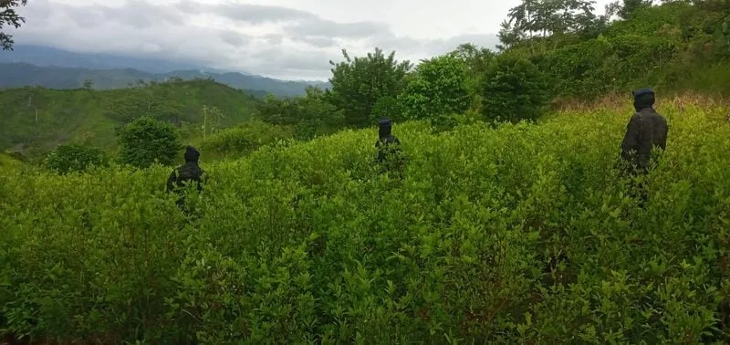 Honduras asegura plantación de droga en zona montañosa de Colón