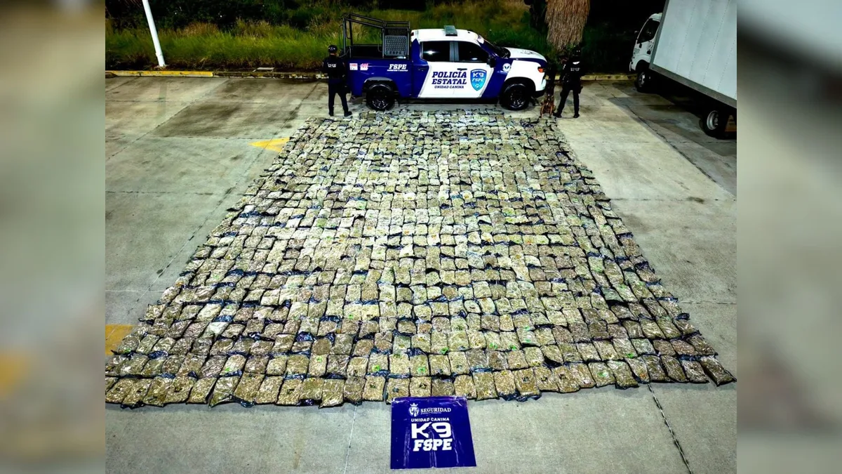 Aseguran más de media tonelada de presunta marihuana en una empresa de paquetería de León, Guanajuato