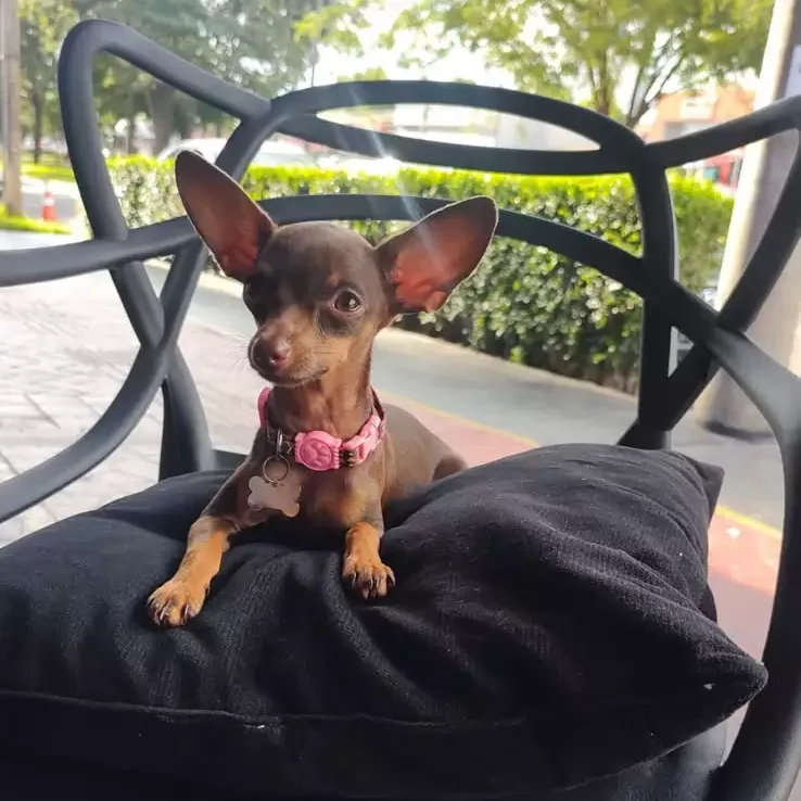 Viu a Lilly? Pinscher de 4 anos desaparece na região das Moreninhas