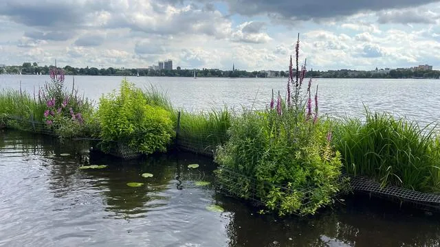Röhrichtinseln in der Alster: Wächst hier die Rettung der Alster?
