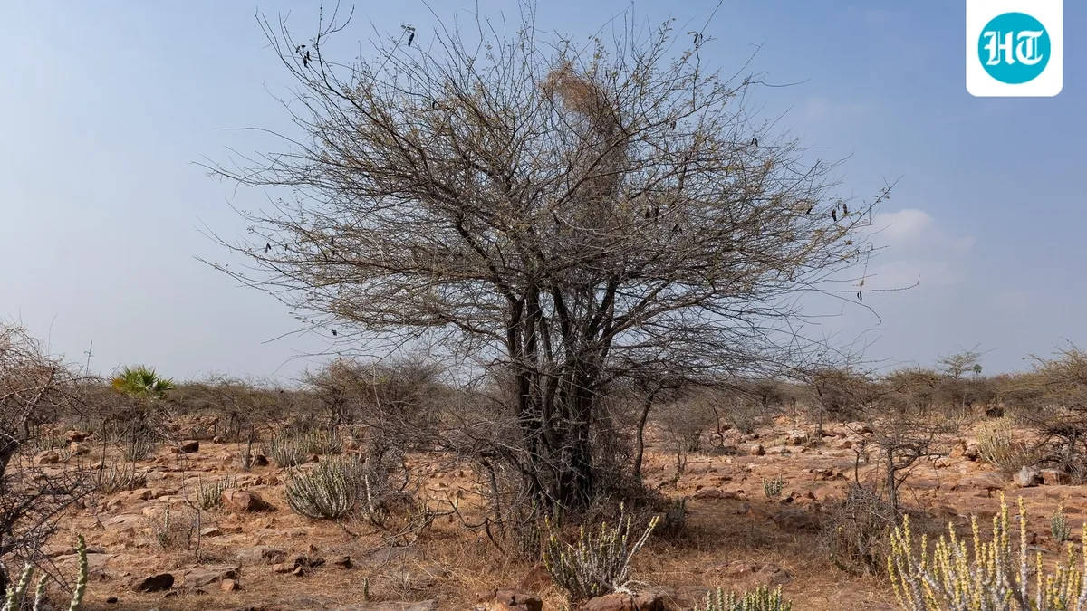 In the 1970s, East Africa planted mesquite to fight erosion and fuelwood shortages; the invasive tree now threatens grazing land and native vegetation