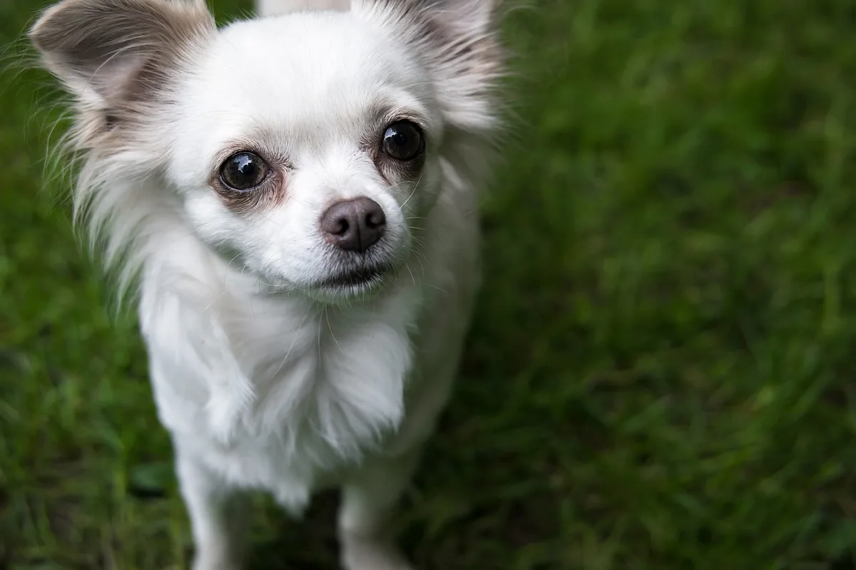 O chihuahua tem ADN de coiote. Está explicado o seu feitio