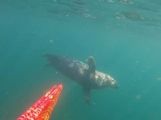 « Il nous a pris pour des rivaux » : en Bretagne, un phoque surgit sous les jambes d’un plongeur et vole ses poissons