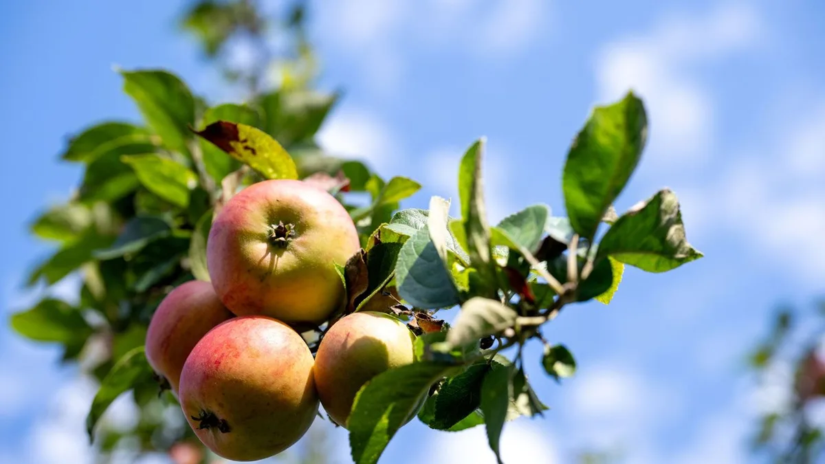 Obst: Weniger fränkische Äpfel - aber wohlschmeckend