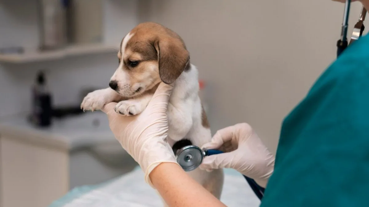 Campaña veterinaria gratis para este 22 de septiembre: ¿Dónde y cuáles son los servicios disponibles?