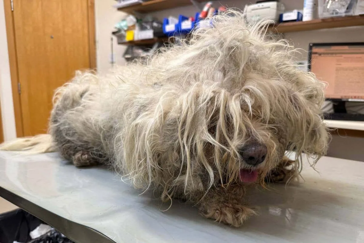 Couple banned from keeping animals for two years because of dogs’ matted coats
