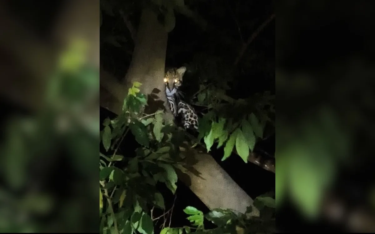 Jaguatirica é avistada em árvore de parque urbano da Represa de Rio Preto