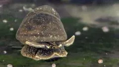 Battle to save the tiny, gooey snail only found in one lake in the UK