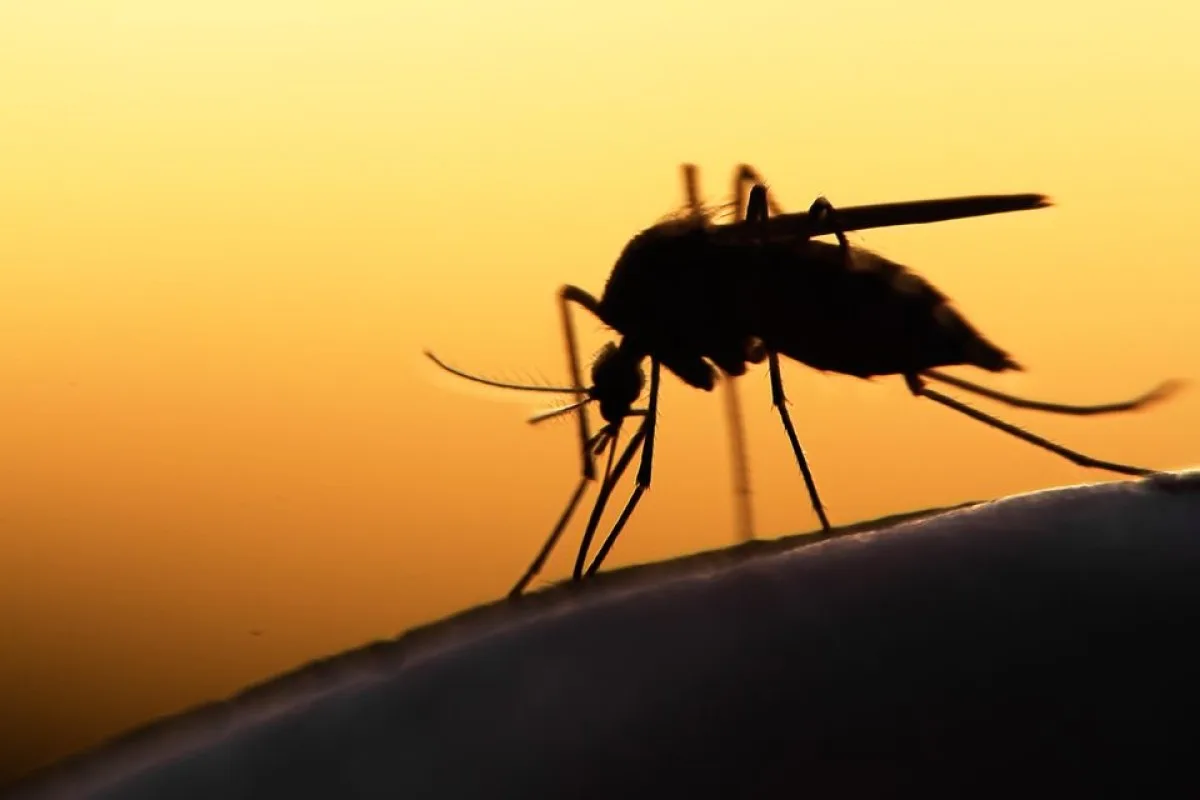 Mosquito levado em avião mata duas pessoas por malária em Frankfurt