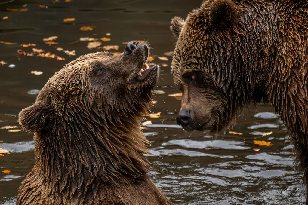 Quantas espécies de urso existem? Conheça os 8 tipos e seus habitats