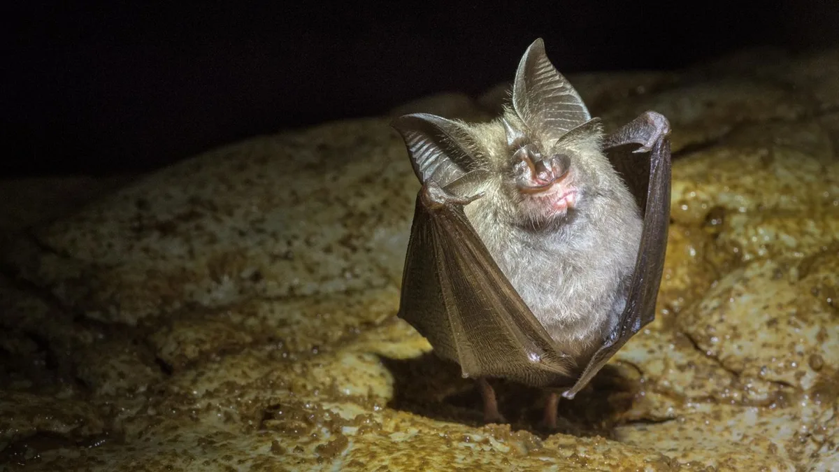 Tierische Blockierer: Schnecke, Unke, Fledermaus: Diese Tiere sind der Albtraum von Bauherren