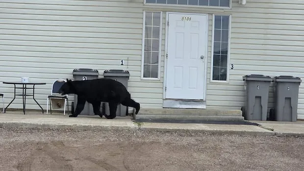 Food-conditioned bear killed in Fort Nelson, B.C., as resident launches community safety petition