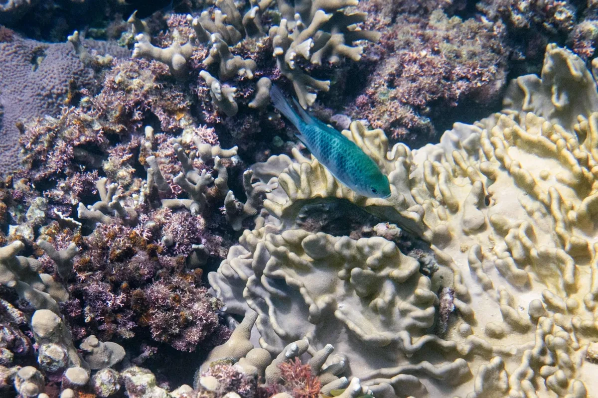 Japan coral protectors race to save reefs from heat ‘bomb’