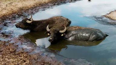 Wasserbüffel im Moor