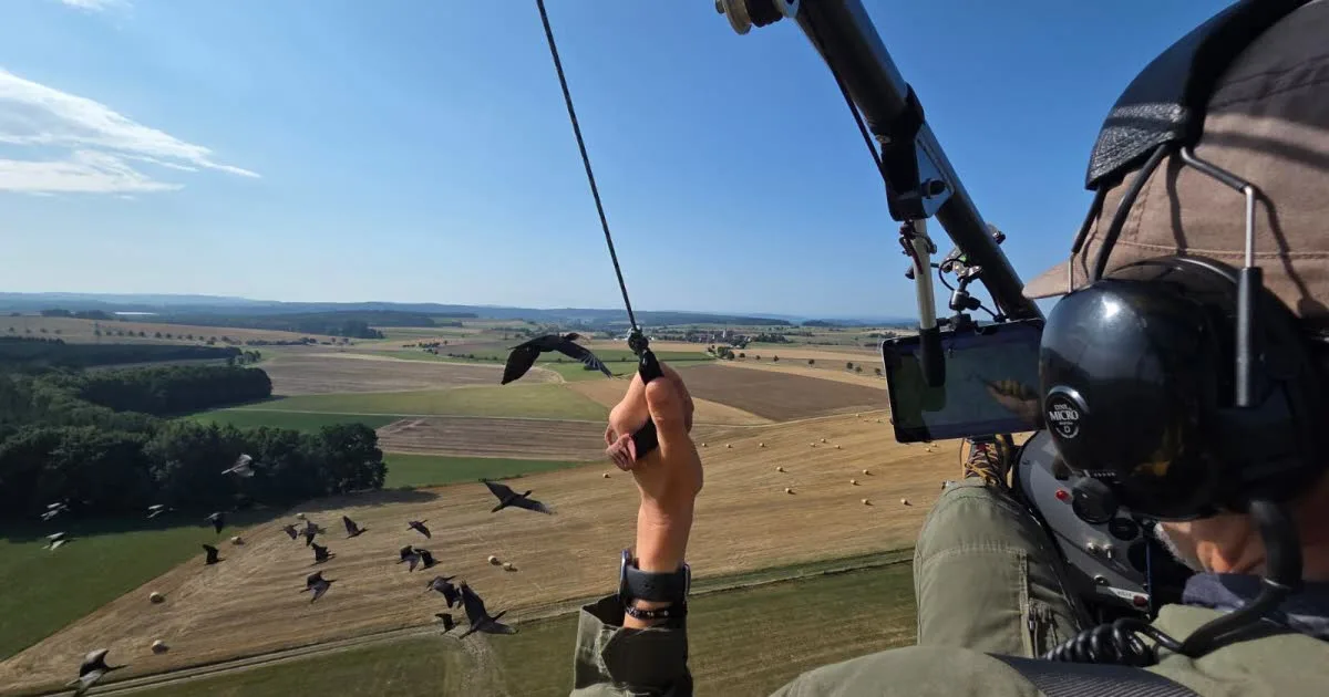 Insolite. Escortés par un ULM, ils apprennent leur route : ces oiseaux migrateurs font escale dans le Jura