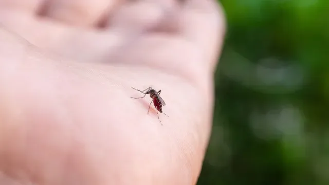 Trinta mil mosquitos estéreis libertados em Lisboa em projeto experimental