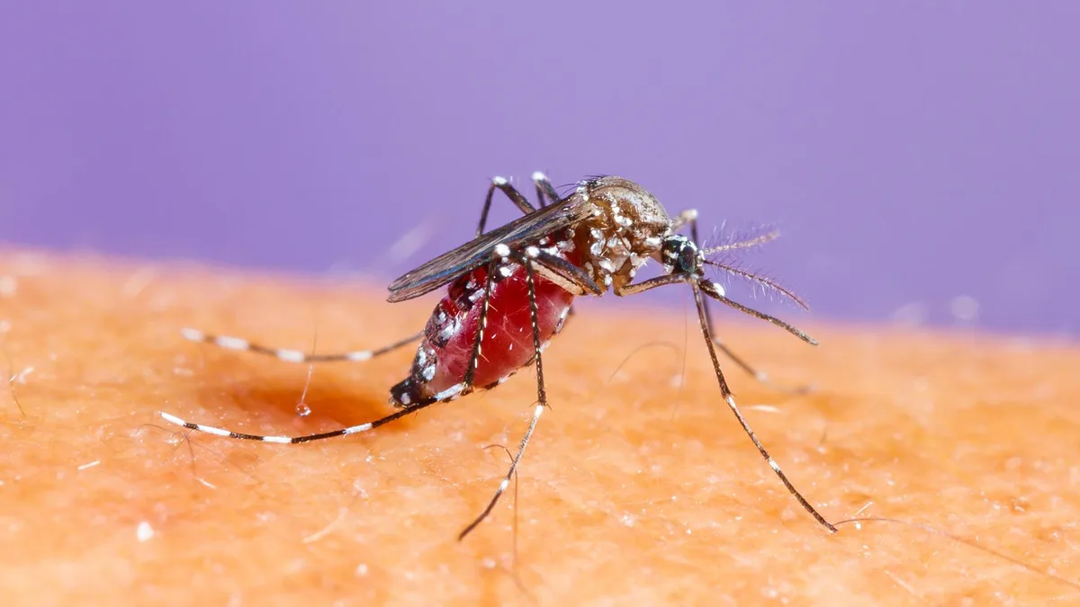 Chikungunya: Übertragung, Symptome und Impfung