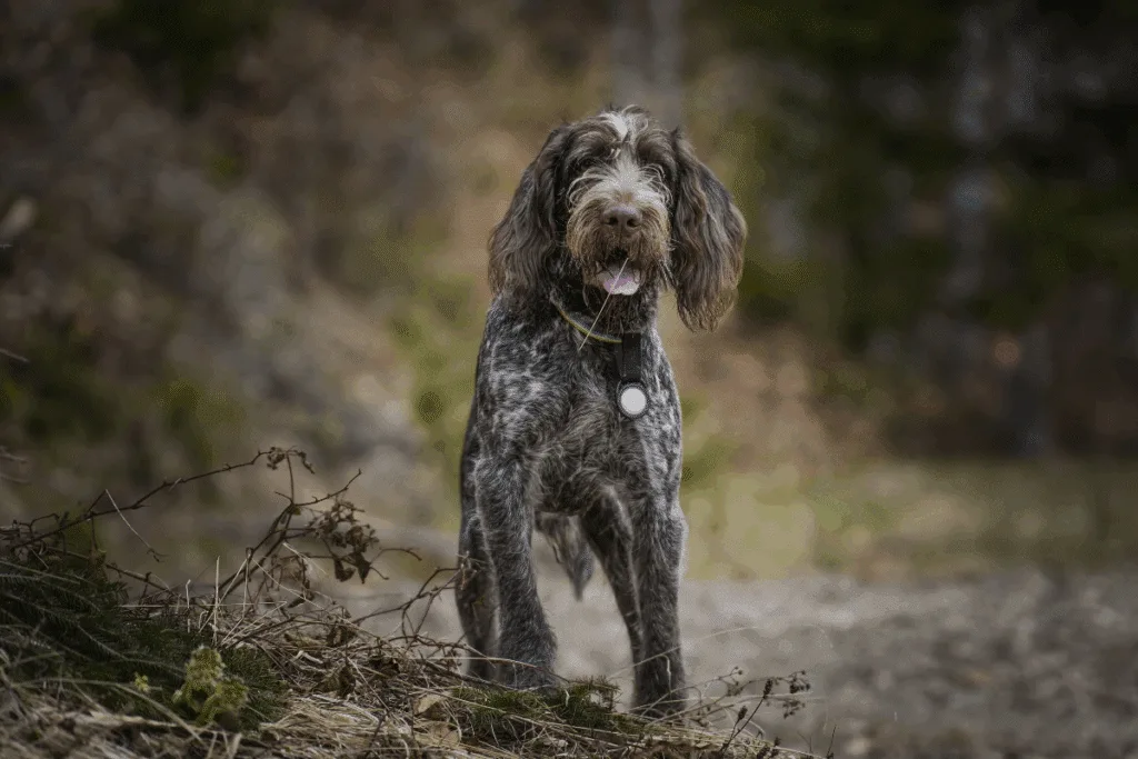 Cesky fousek: essa raça de cachorro se destaca pelo visual rústico e pela natureza astuta