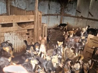 « Des regards qui ne s’oublient pas » : 100 chiens et 20 chats découverts dans une maison insalubre en Vendée