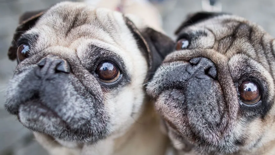 Tierschutz: Qualzucht bei Hunden: Wenn Schönheit krank macht