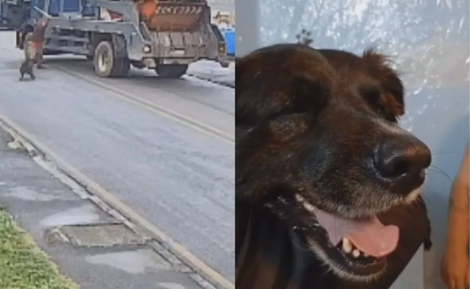 Vídeo! Cão comunitário é agredido com cabo de vassoura por motorista de caminhão em Colombo