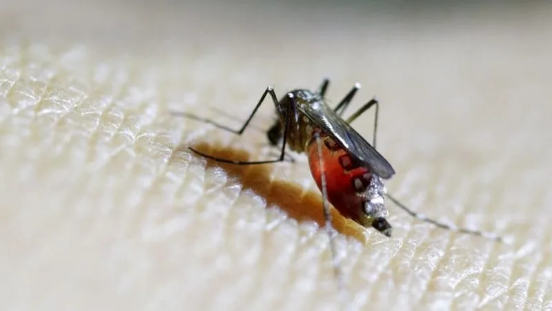 Nicaragua acumula 3,109 casos de chikungunya en 2026, el mayor registro desde la epidemia de 2015 y 2016