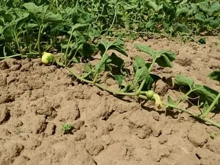 Pas d’eau, pas de légumes : avec la sécheresse et les canicules, les pertes vont être très lourdes pour les agriculteurs