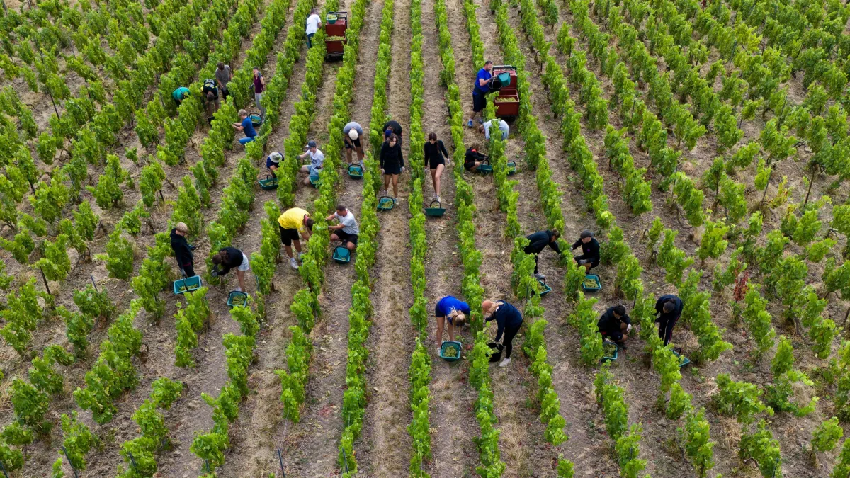 Hitzewelle: Weinlese in der Champagne beginnt so früh wie nie