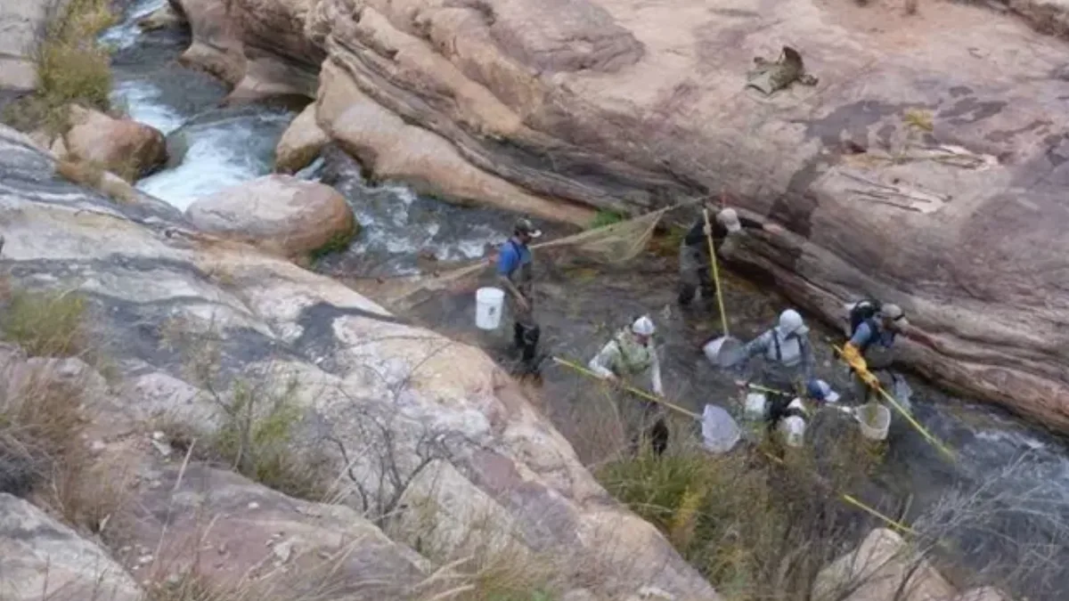 In 2006, Grand Canyon began a major trout-reduction effort in Bright Angel Creek; native fish populations increased by more than 400%