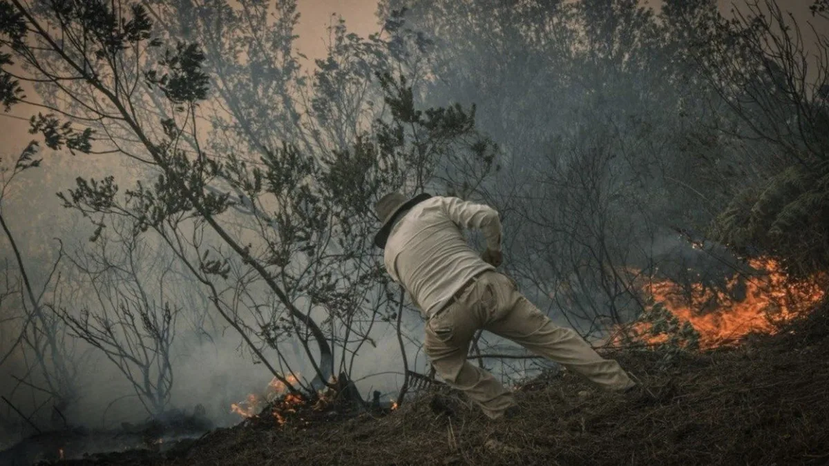 Incendios forestales de Boyacá: restaurar un bosque quemado puede tardar décadas y no se soluciona con plantar árboles, según especialista ambiental