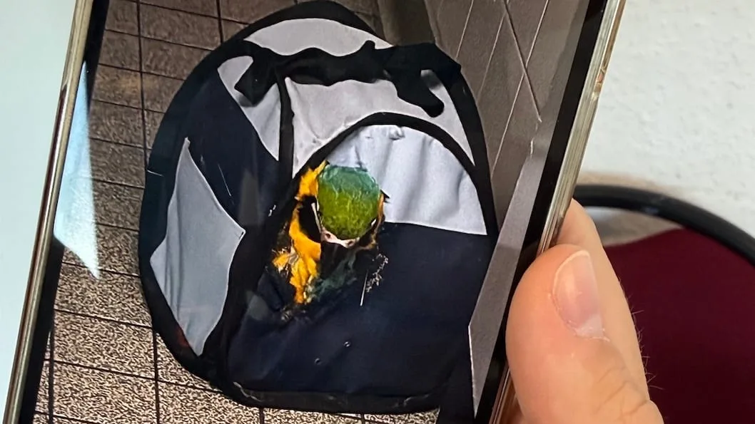 Besitzer ließen ihn einfach zurück - Papagei auf Flughafentoilette ausgesetzt