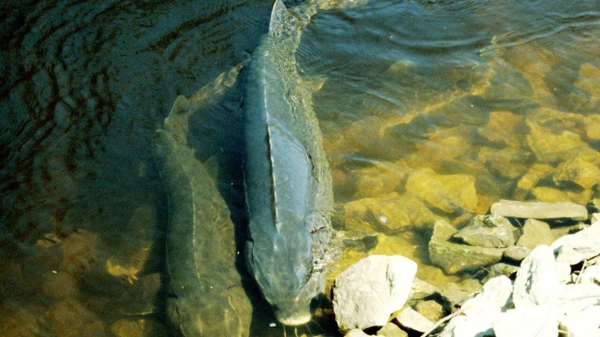 Lake sturgeon lifespan may exceed 400 years, scientists find
