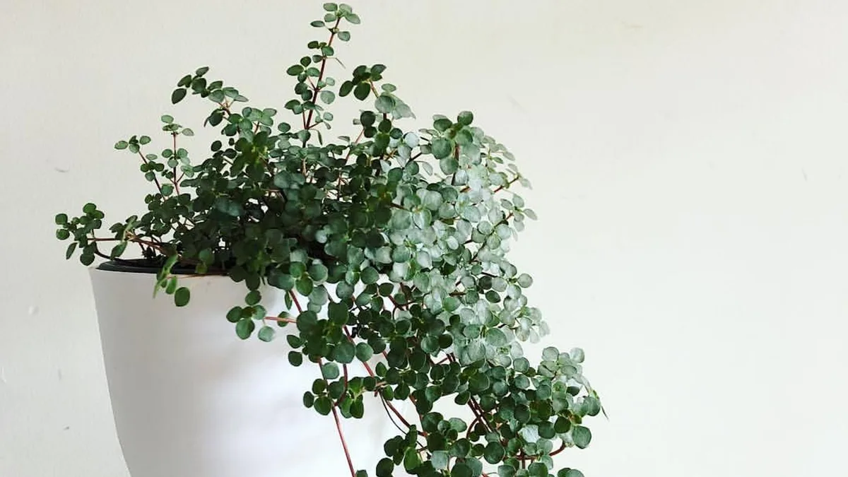 La planta de hojas plateadas que puedes tener en casa este otoño sin ser experta en jardinería: cuidados y errores que evitar