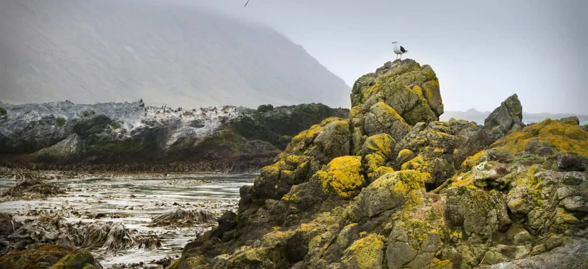 As bird flu edges towards this remote territory, an unprecedented move is taking place