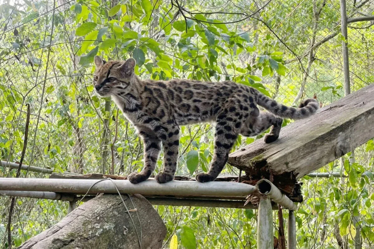 Nova espécie de felino selvagem é mais pequena que um gato