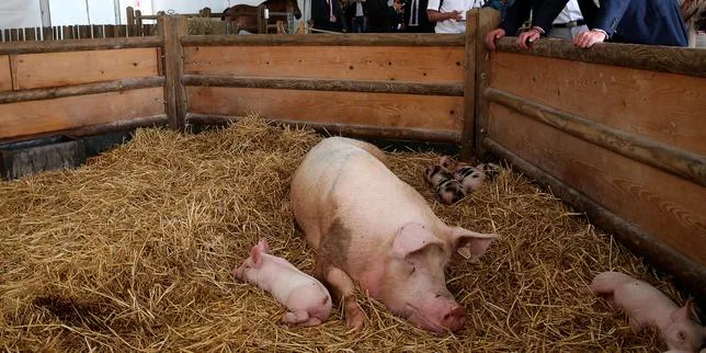 Présidentielle 2027 : comment la Foire de Châlons est devenue le rendez-vous des candidats
