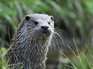 « Elle avait quasiment disparu en Bretagne » : la loutre à la reconquête des eaux du Morbihan