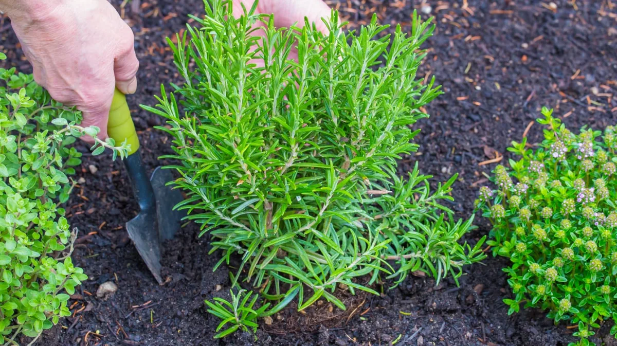 Los jardineros coinciden: “Estas son las mejores 3 formas de reproducir el romero y llenar tu casa de plantas sin gastar de más”