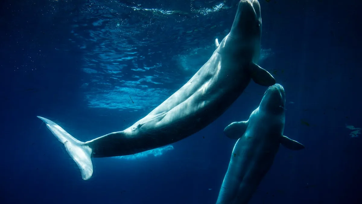 Another Marineland beluga has died after being moved to Chicago aquarium