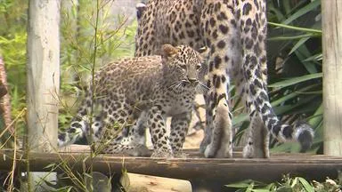Leoparden-Nachwuchs im Zoo Lissabon