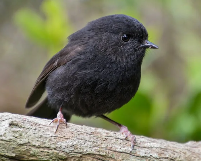 The black robin, once down to just a single breeding pair, wins NZ bird of the year