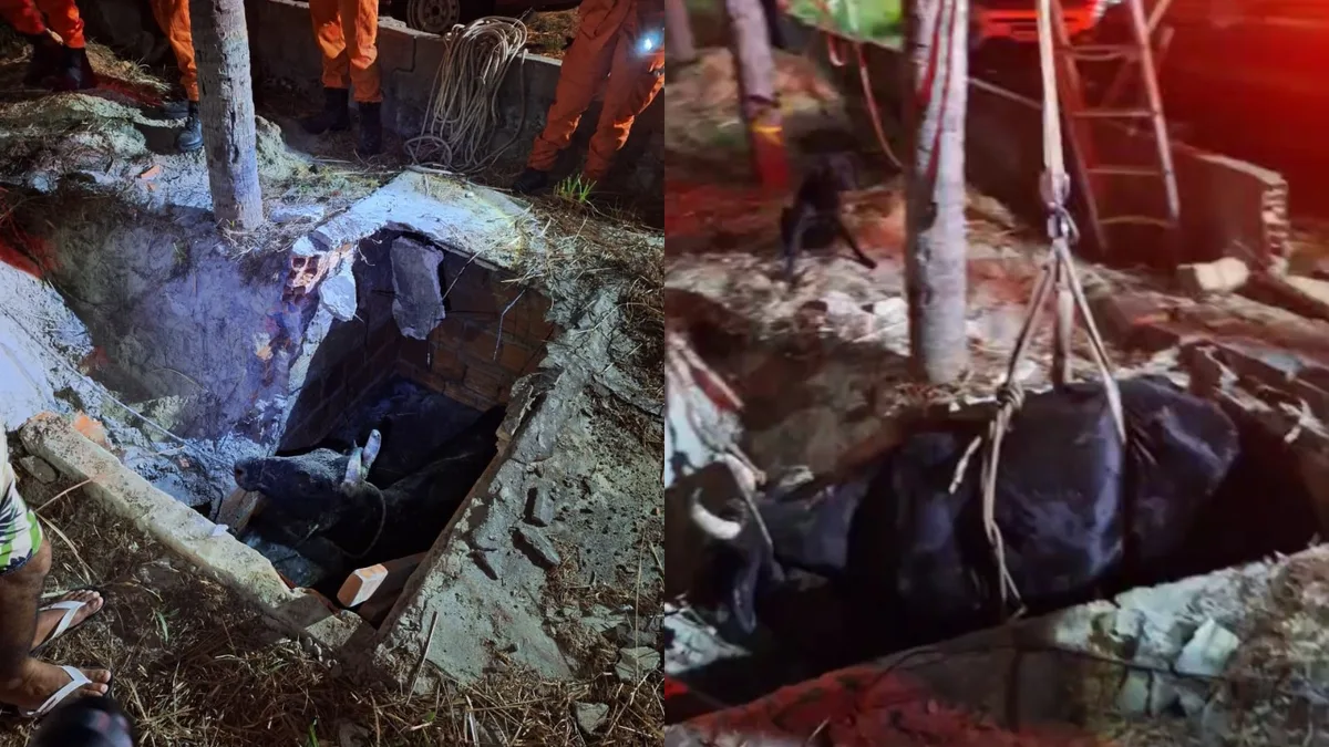 VÍDEO: Vaca é resgatada de fossa após cair de altura de 2 metros no litoral do Piauí